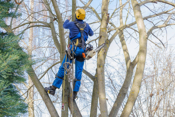 How Our Tree Care Process Works  in  Irvington, NY